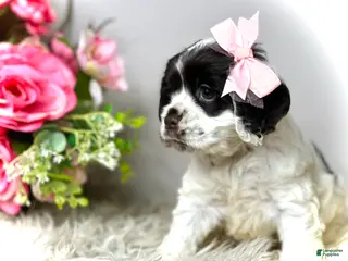 Cocker Spaniel dogs Rosie - Ad 2