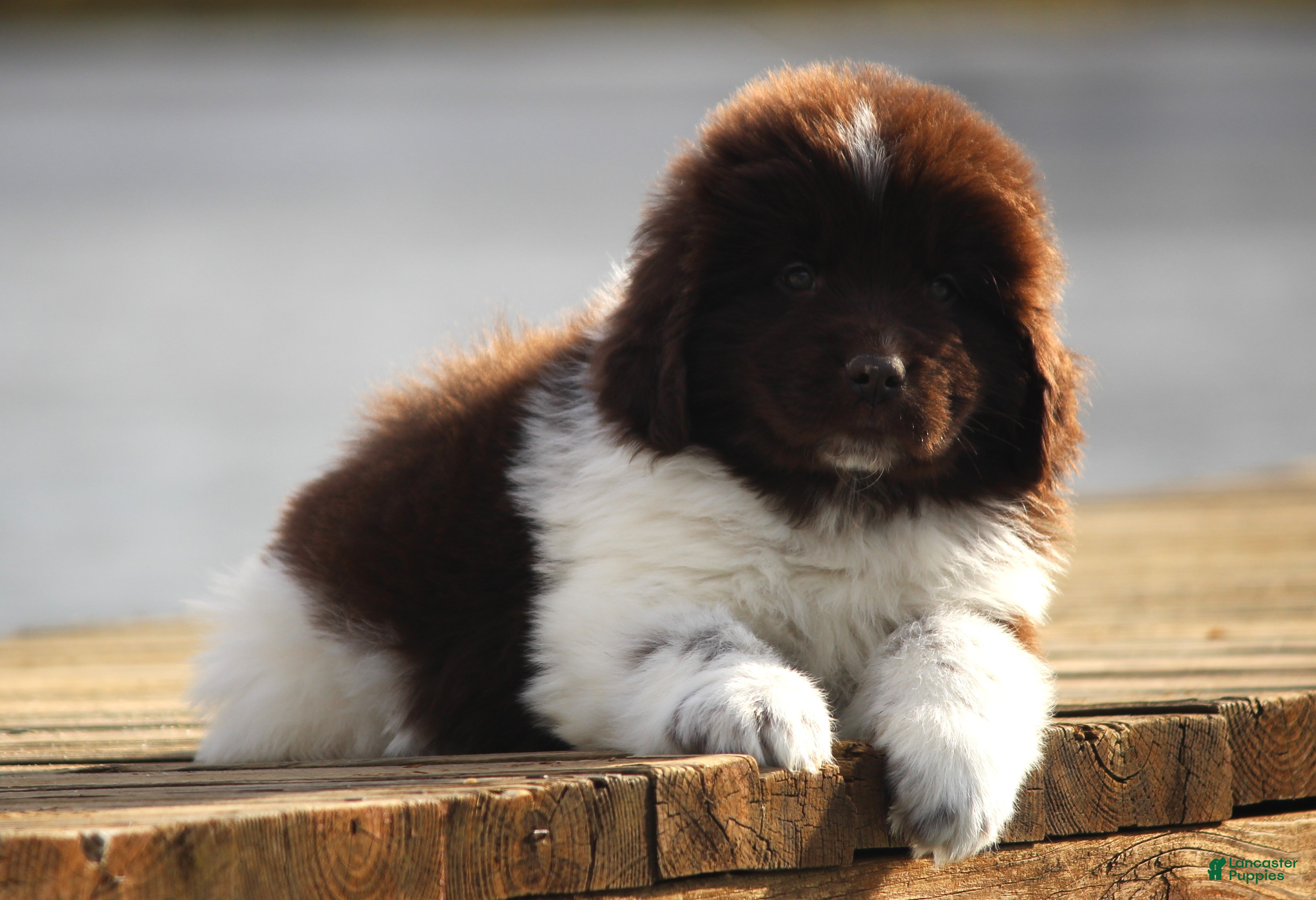 Newfoundland dogs Phoenix - Ad 8