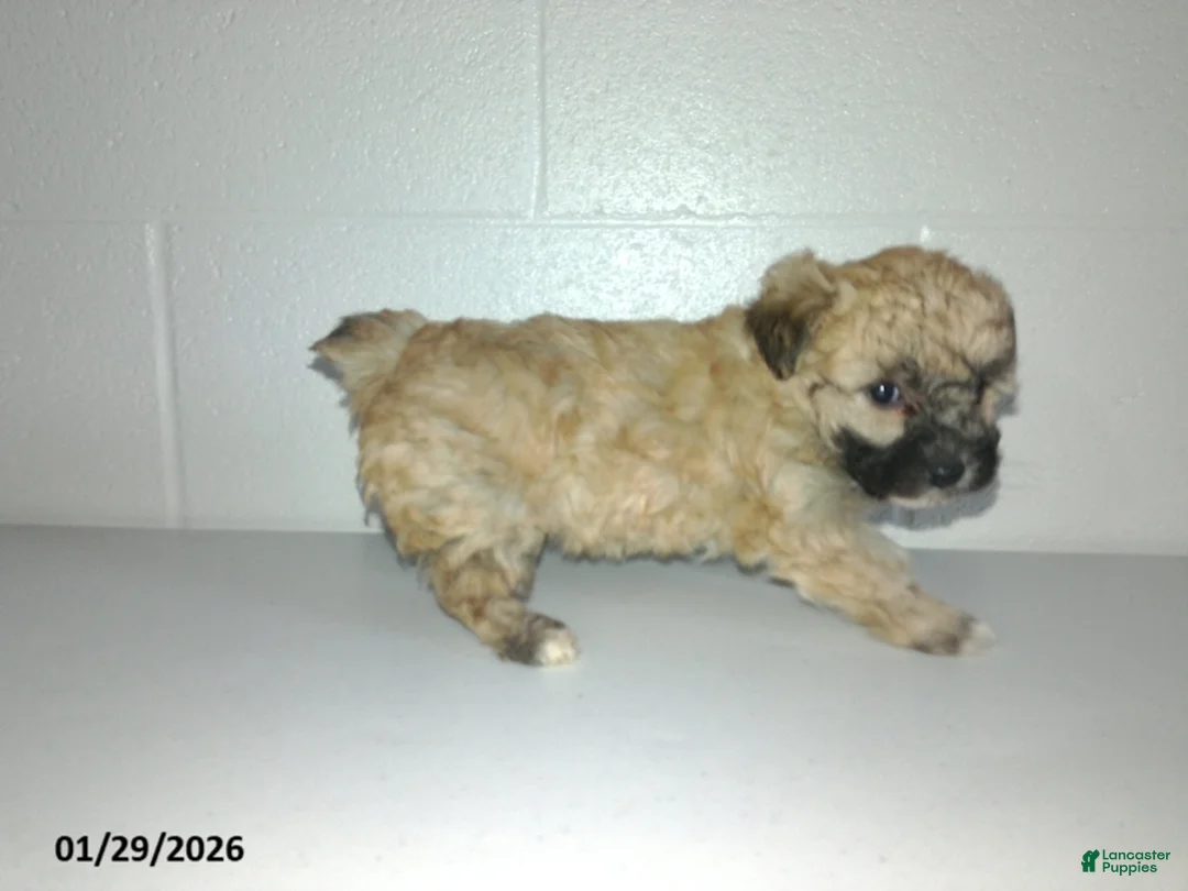Yorkiepoo dogs for sale: Cara  - Ad 15