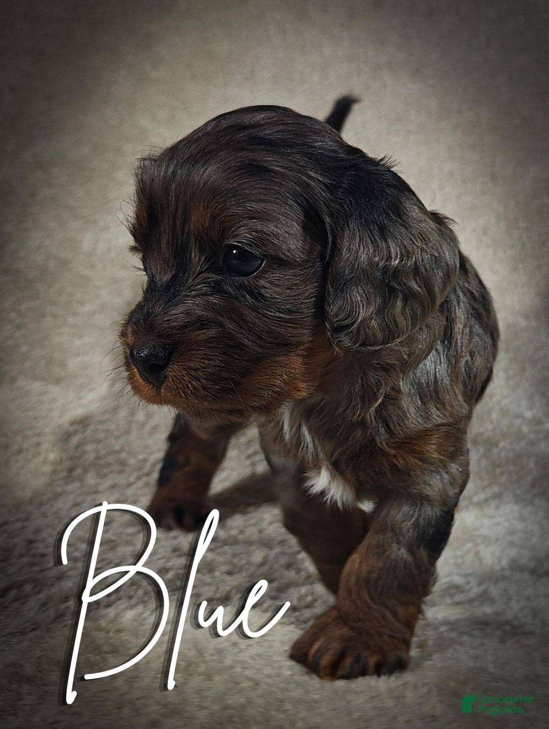 Cavapoo dogs for sale: Blue (Micro Cavapoo) - Ad 3