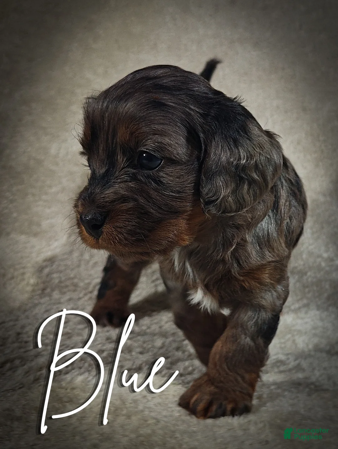 Cavapoo dogs for sale: Blue (Micro Cavapoo) - Ad 1