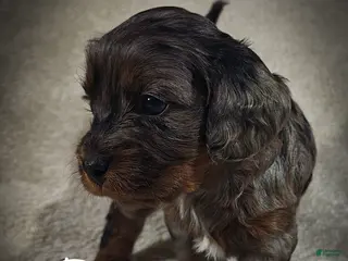 Cavapoo dogs for sale: Blue (Micro Cavapoo) - Ad 3