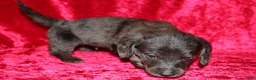 Doxiepoo dogs for sale: Doxiepoo Zuma - Ad 4