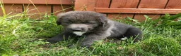 Tibetan Mastiff dogs for sale: Misty - Ad 4