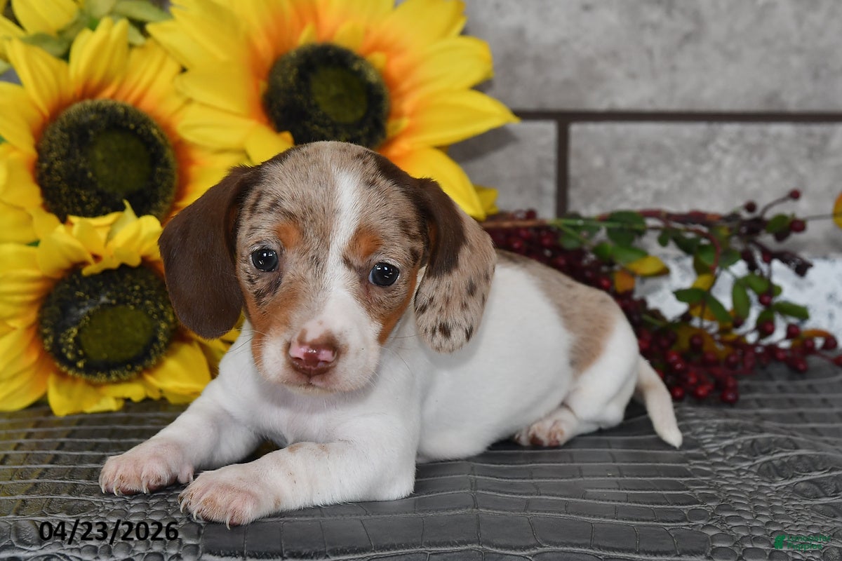 Miniature Dachshund dogs for sale: Jewel - Ad 4