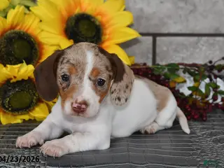 Miniature Dachshund dogs for sale: Jewel - Ad 4