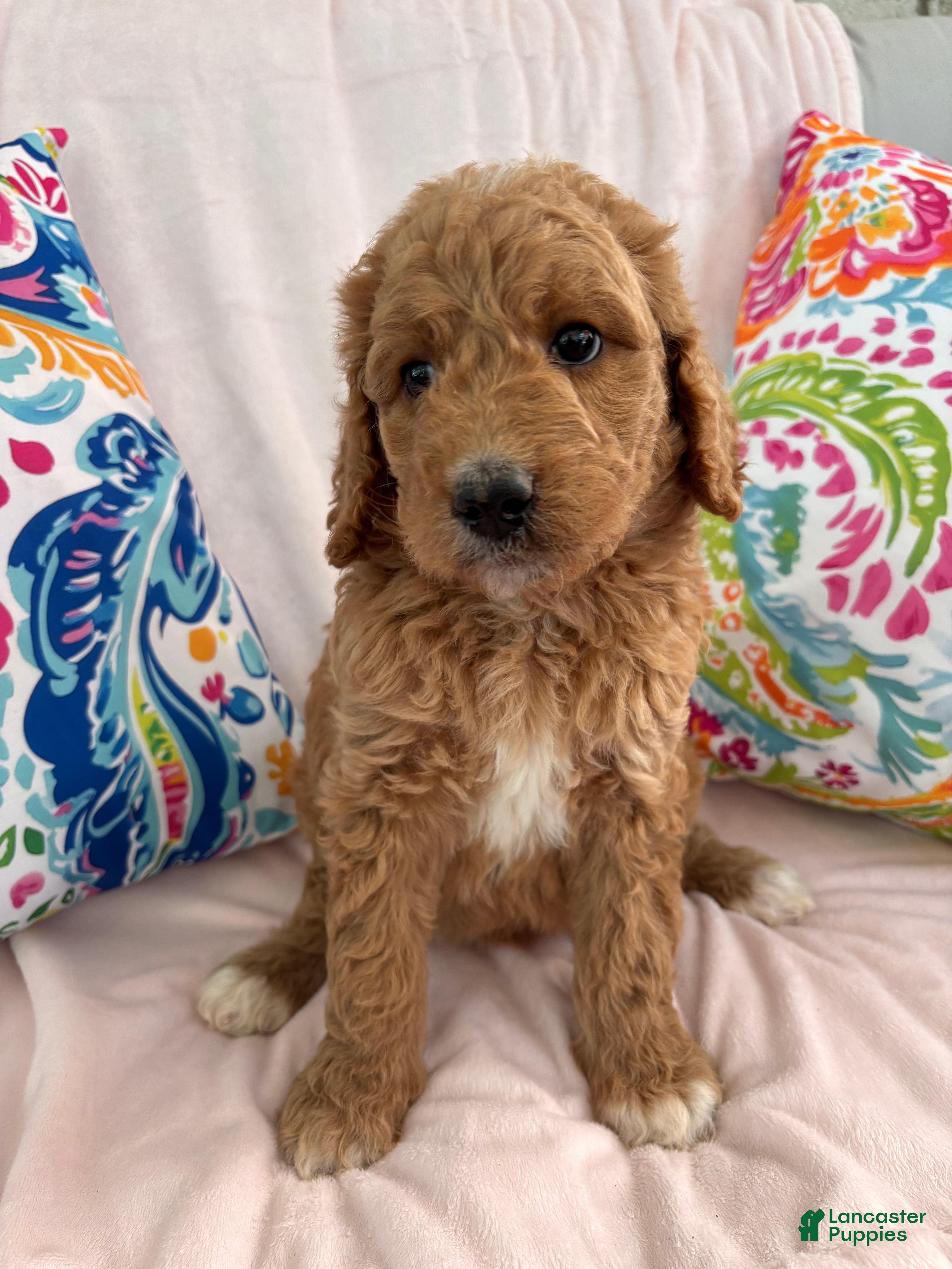 Goldendoodle dogs Goldendoodle Puppy 4 - Ad 36