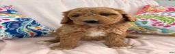 Goldendoodle dogs for sale: Goldendoodle Puppy 4 - Ad 1