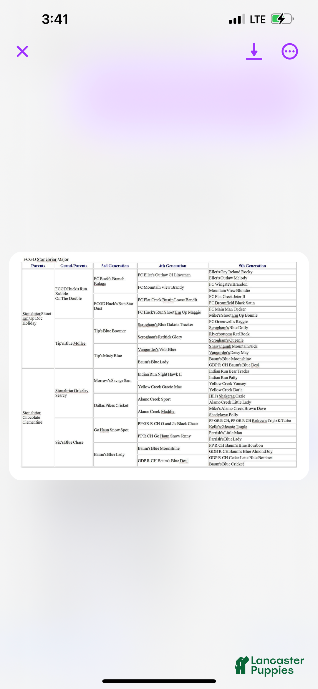 Beagle dogs for sale: Beagle Puppy 3 - Ad 6