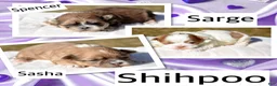Shihpoo dogs for sale: Shihpoo Sasha - Ad 2