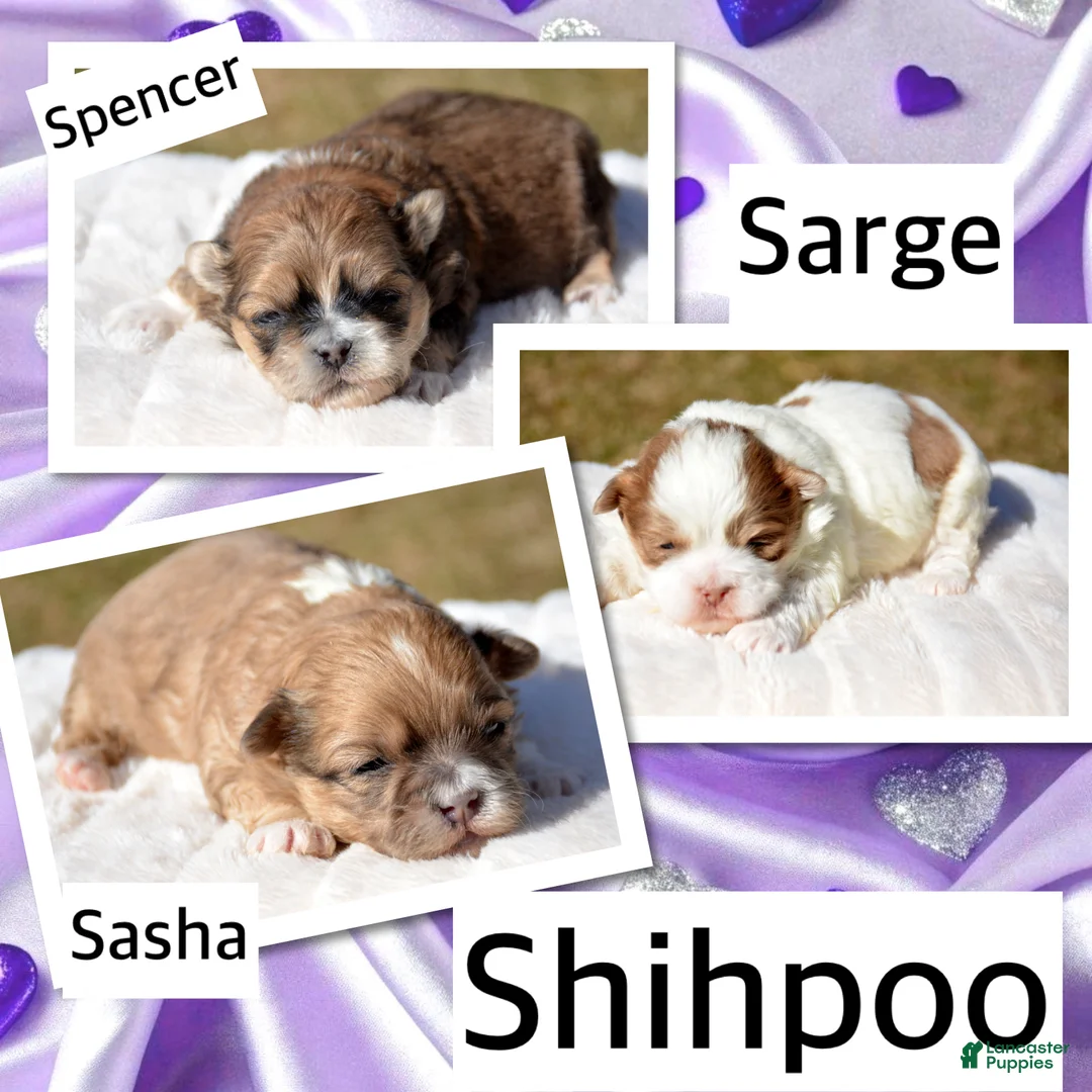 Shihpoo dogs for sale: Shihpoo Sasha - Ad 2
