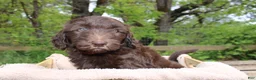 Labradoodle dogs for sale: Orion - Ad 2