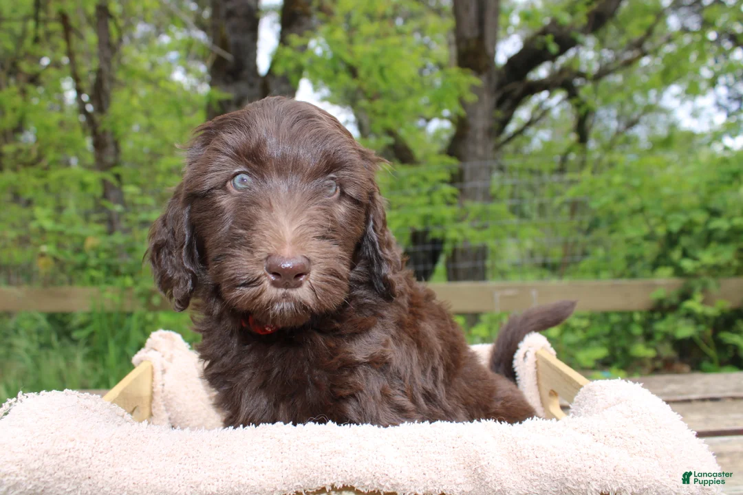 Labradoodle dogs for sale: Orion - Ad 2