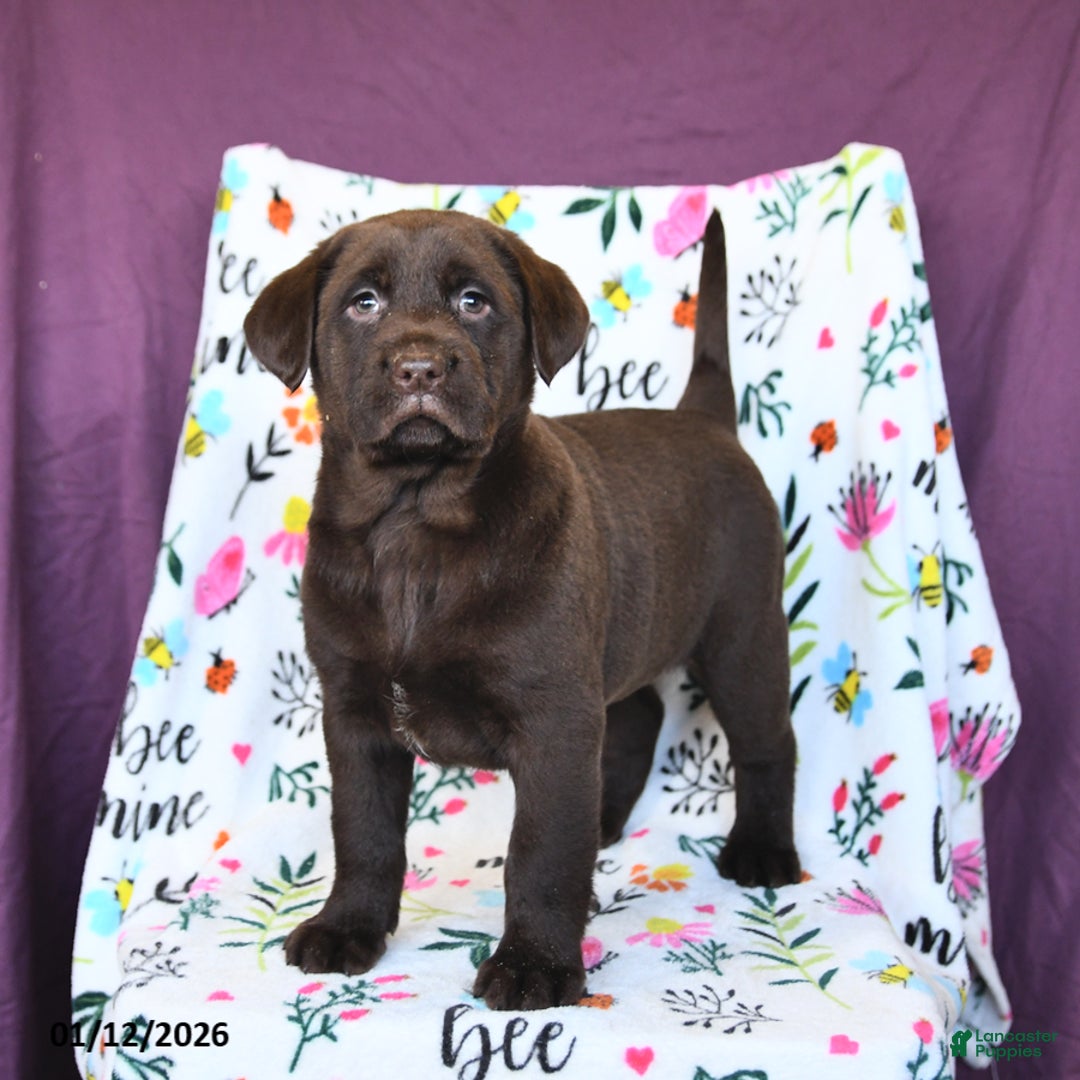Labrador Retriever dogs for sale: Precious - Ad 4