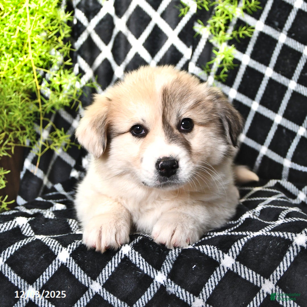 Great Pyrenees dogs for sale: Janie - Ad 2