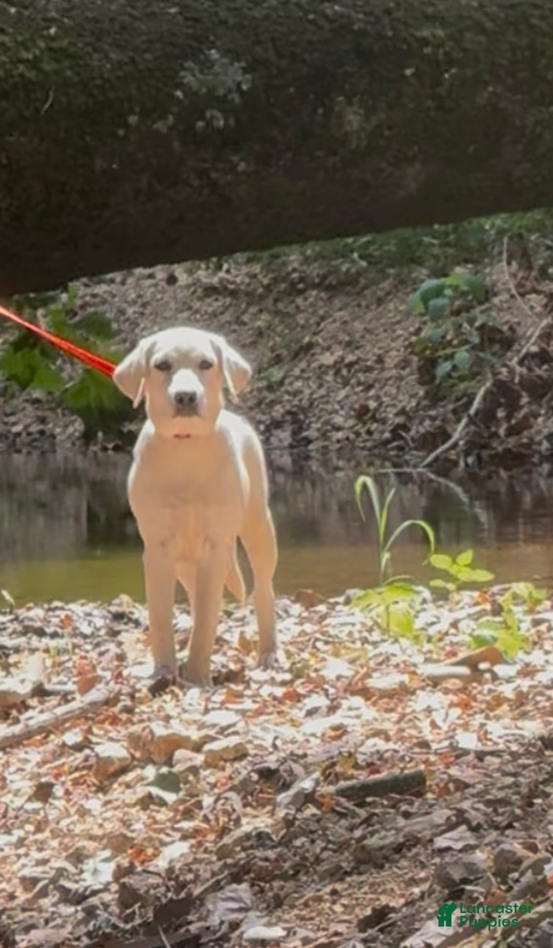 Labrador Retriever dogs for sale: Labrador Retriever Jackie - Ad 7