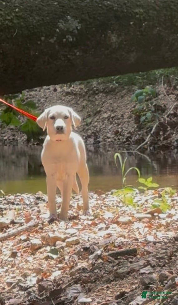 Labrador Retriever dogs for sale: Labrador Retriever Jackie - Ad 7