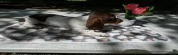 Miniature Dachshund dogs for sale: Miniature Dachshund 1 Poco - Ad 3