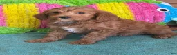 Labradoodle dogs for sale: Mini Labradoodle Tanzy - Ad 4