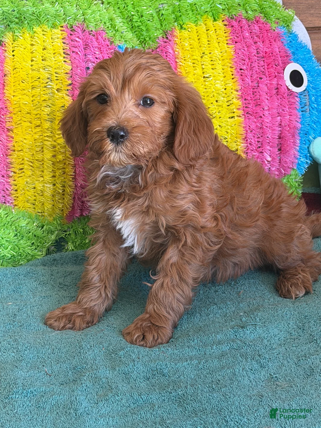 Labradoodle dogs for sale: Mini Labradoodle Tanzy - Ad 4