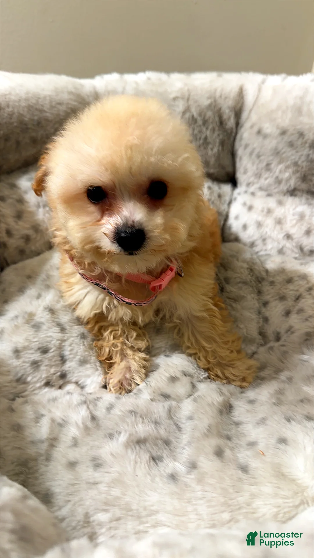 Maltipoo dogs for sale: Tiny sage  - Ad 2
