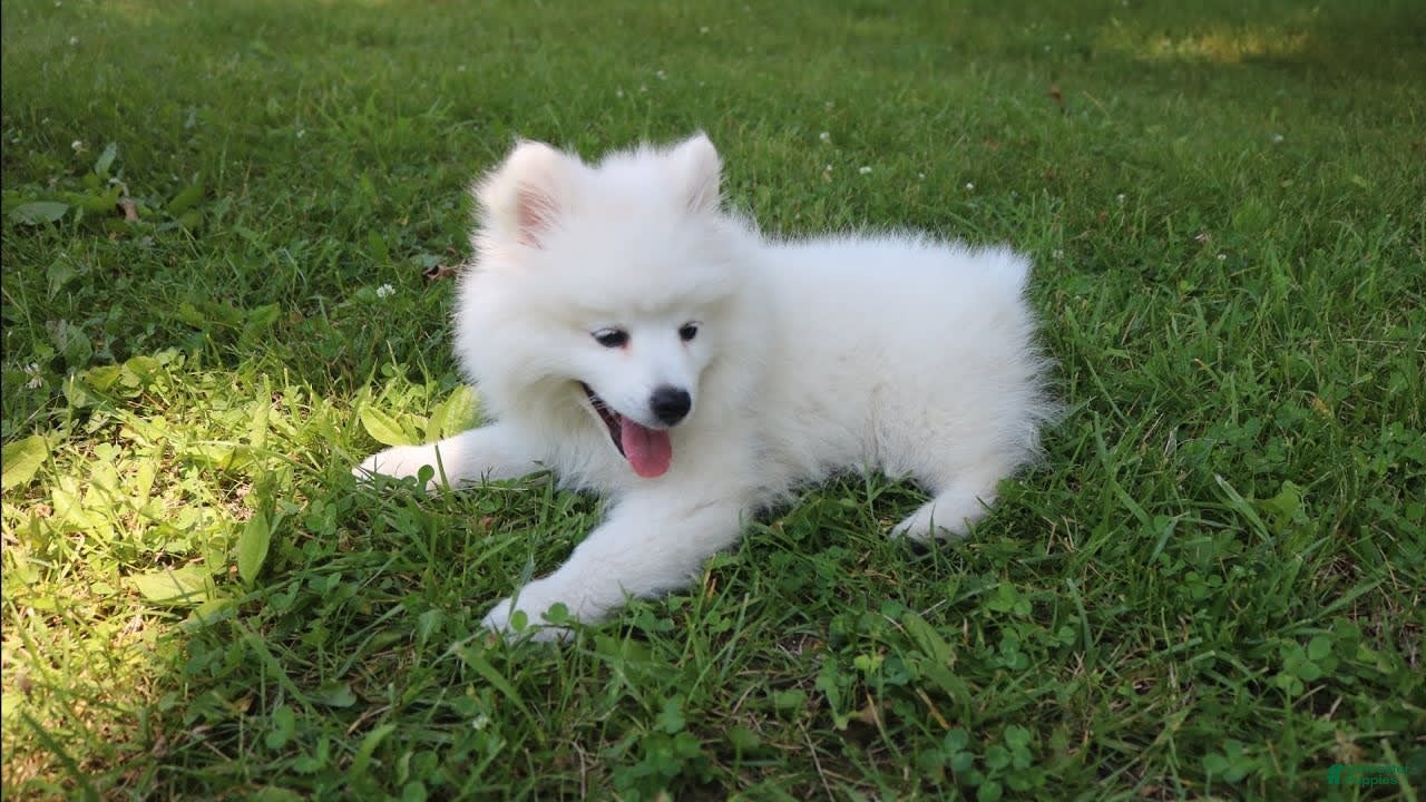 American Eskimo dogs Scotty - Ad 2
