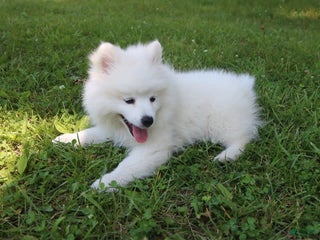 American Eskimo dogs Scotty - Ad 15