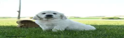 Golden Retriever dogs for sale: Lulu - Ad 4
