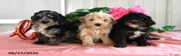 Miniature Poodle dogs for sale: Buster - Ad 5