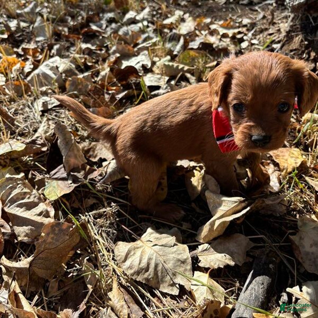 Cavapoo dogs for sale: Shamrock - Ad 1