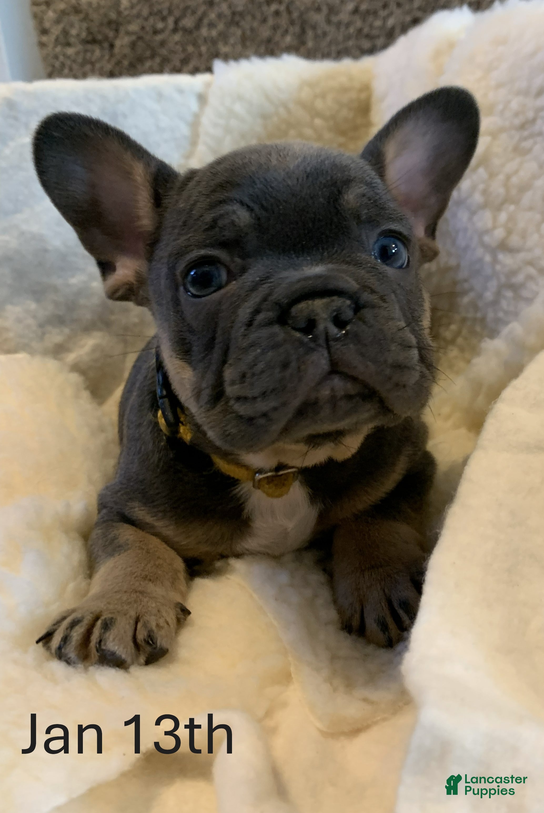 French Bulldog dogs Oliver - Ad 7