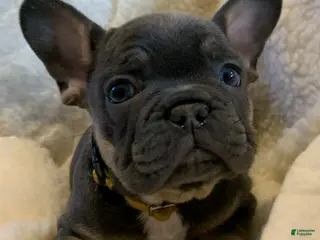 French Bulldog dogs Oliver - Ad 31