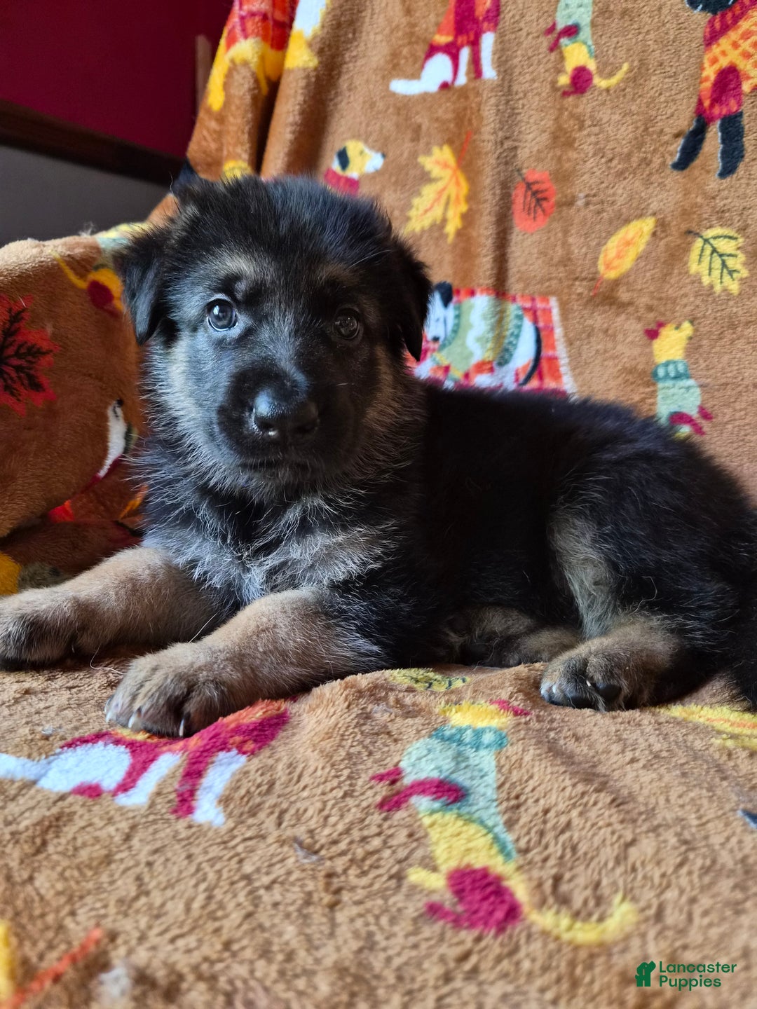 German Shepherd dogs for sale: German Shepherd Puppy 1 - Ad 16