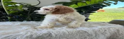 Mini Goldendoodle dogs for sale: Dottie - Ad 5