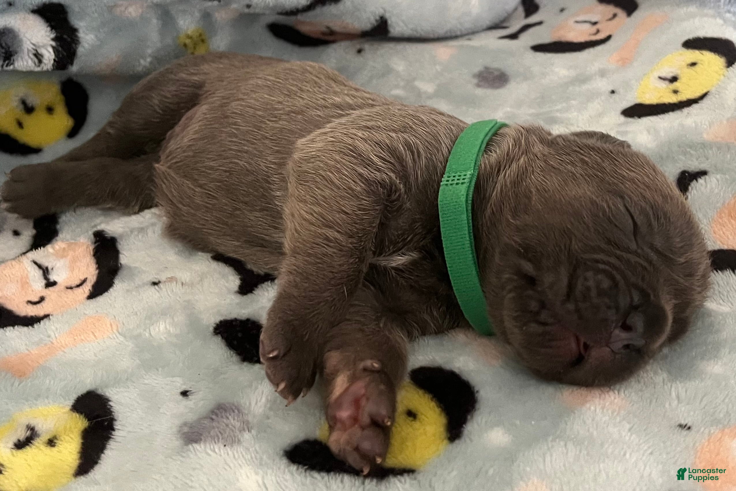 Cane Corso dogs for sale: Orange collar - Ad 11
