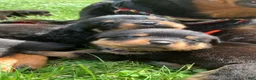Rottweiler dogs for sale: Purple Female - Ad 5