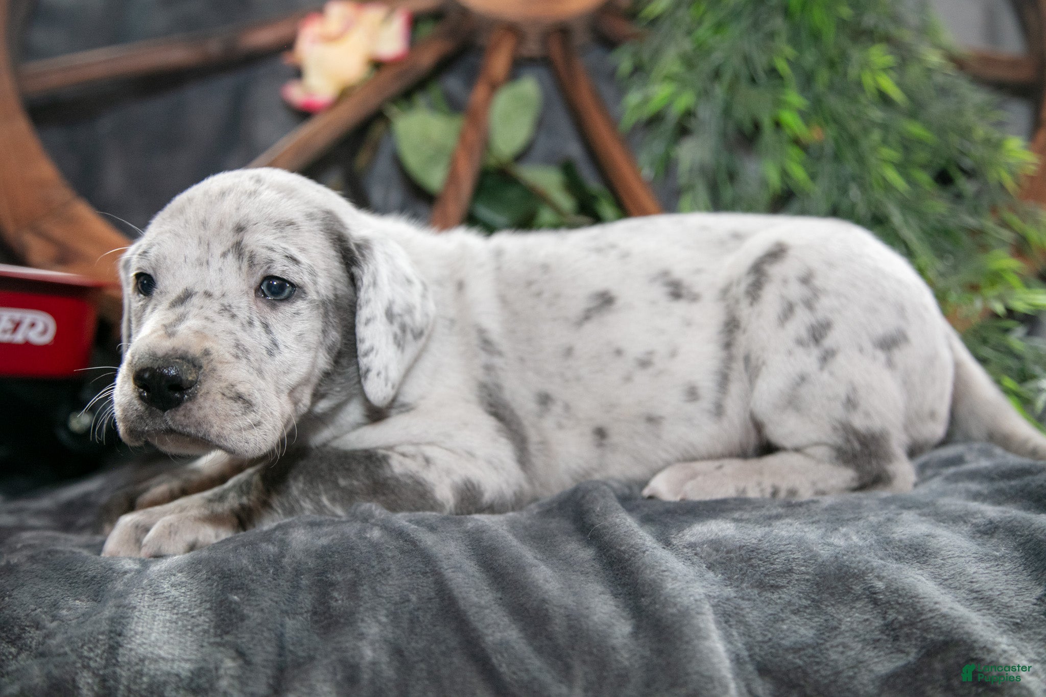 Great Dane dogs Misty - Ad 1