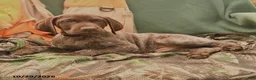 German Shorthaired Pointer dogs for sale: Smokey - Ad 3