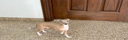 Italian Greyhound dogs for sale: Italian Greyhound Puppy 3 - Ad 1