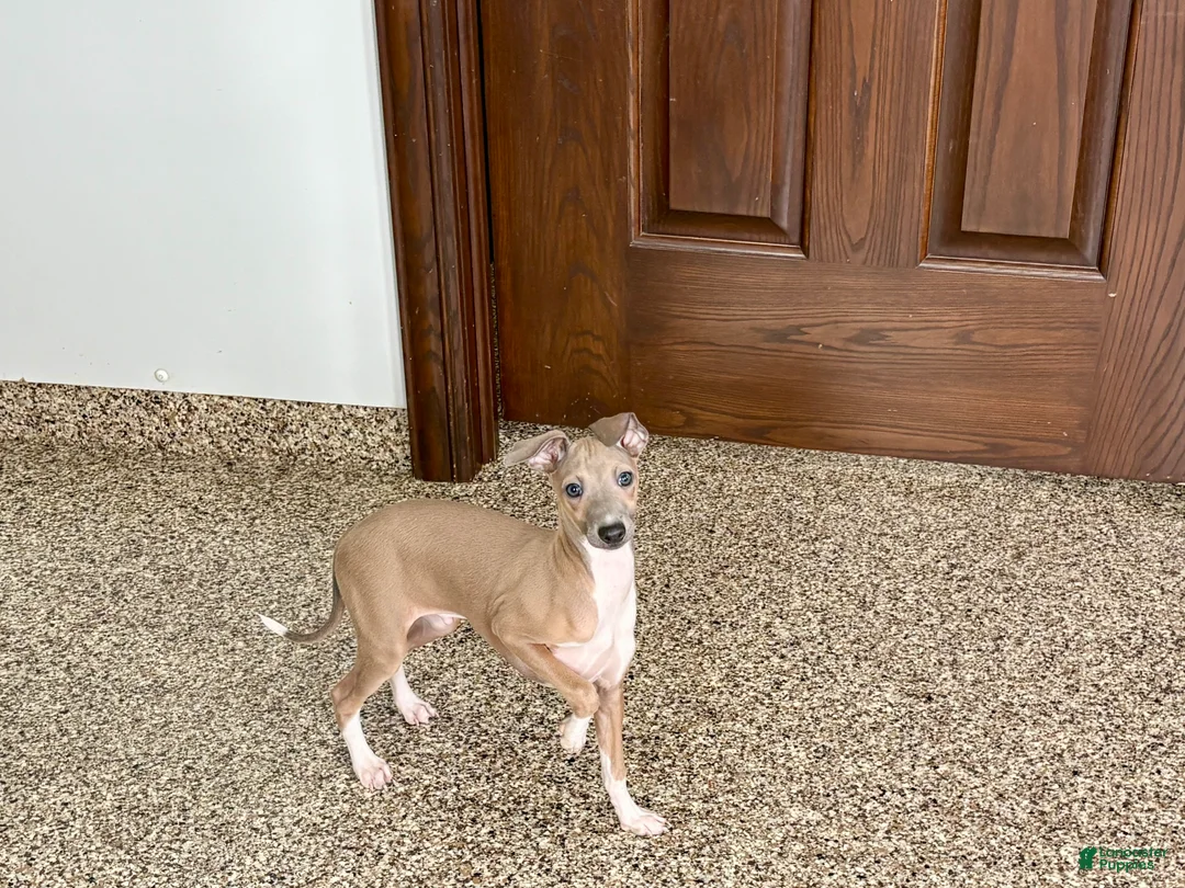 Italian Greyhound dogs for sale: Italian Greyhound Puppy 3 - Ad 1
