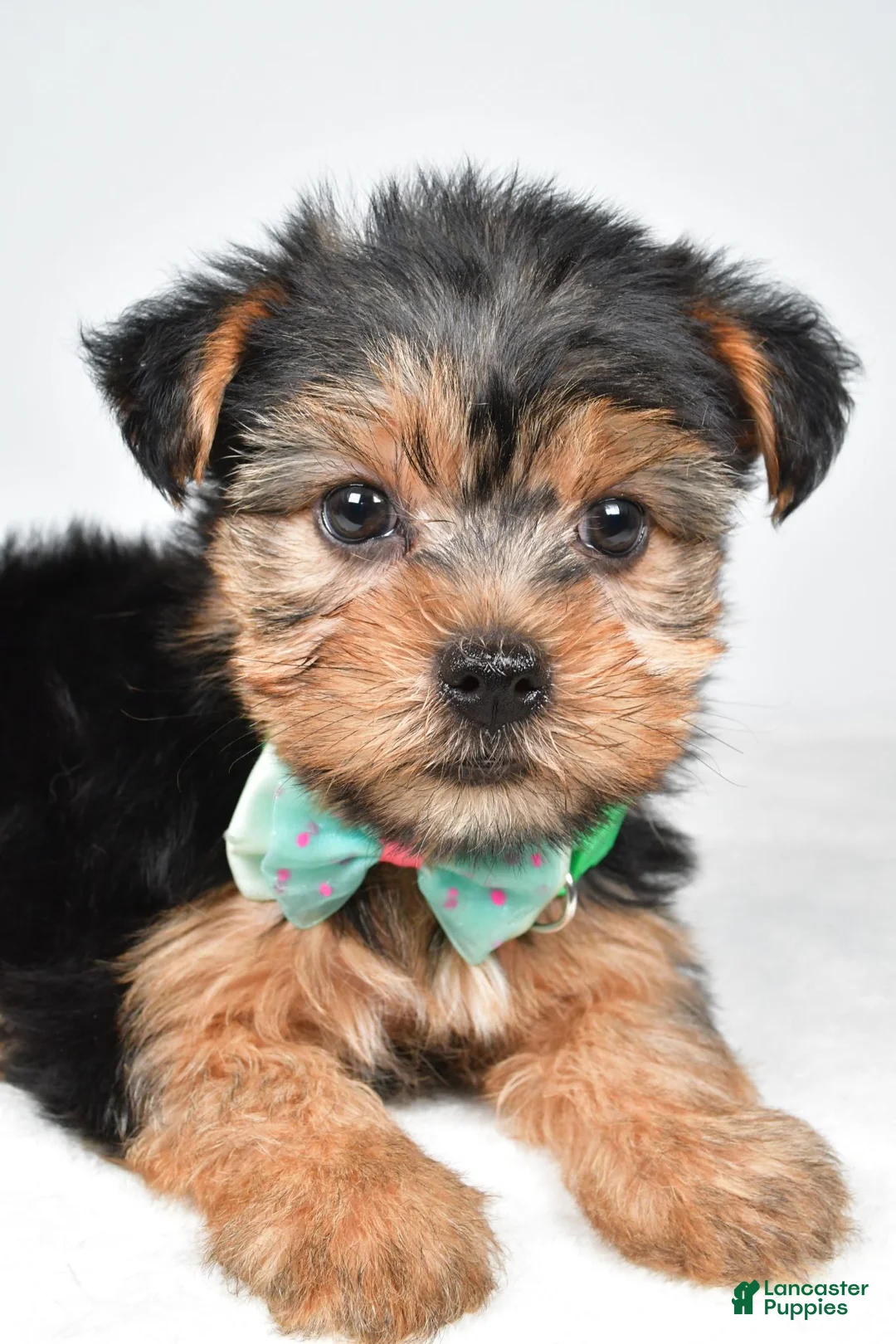Yorkshire Terrier dogs for sale: Dolly - Ad 2