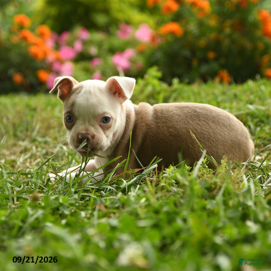 Boston Terrier dogs Adjoa - Ad 2