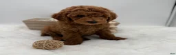 Mini Goldendoodle dogs for sale: Mini Goldendoodle 2 - Ad 3