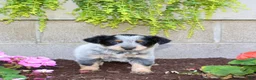 Australian Cattle Dog dogs for sale: Beauty - Ad 2