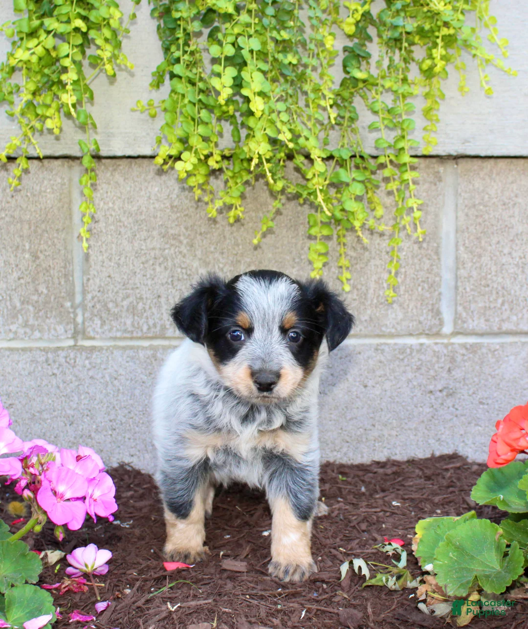 Australian Cattle Dog dogs for sale: Beauty - Ad 2