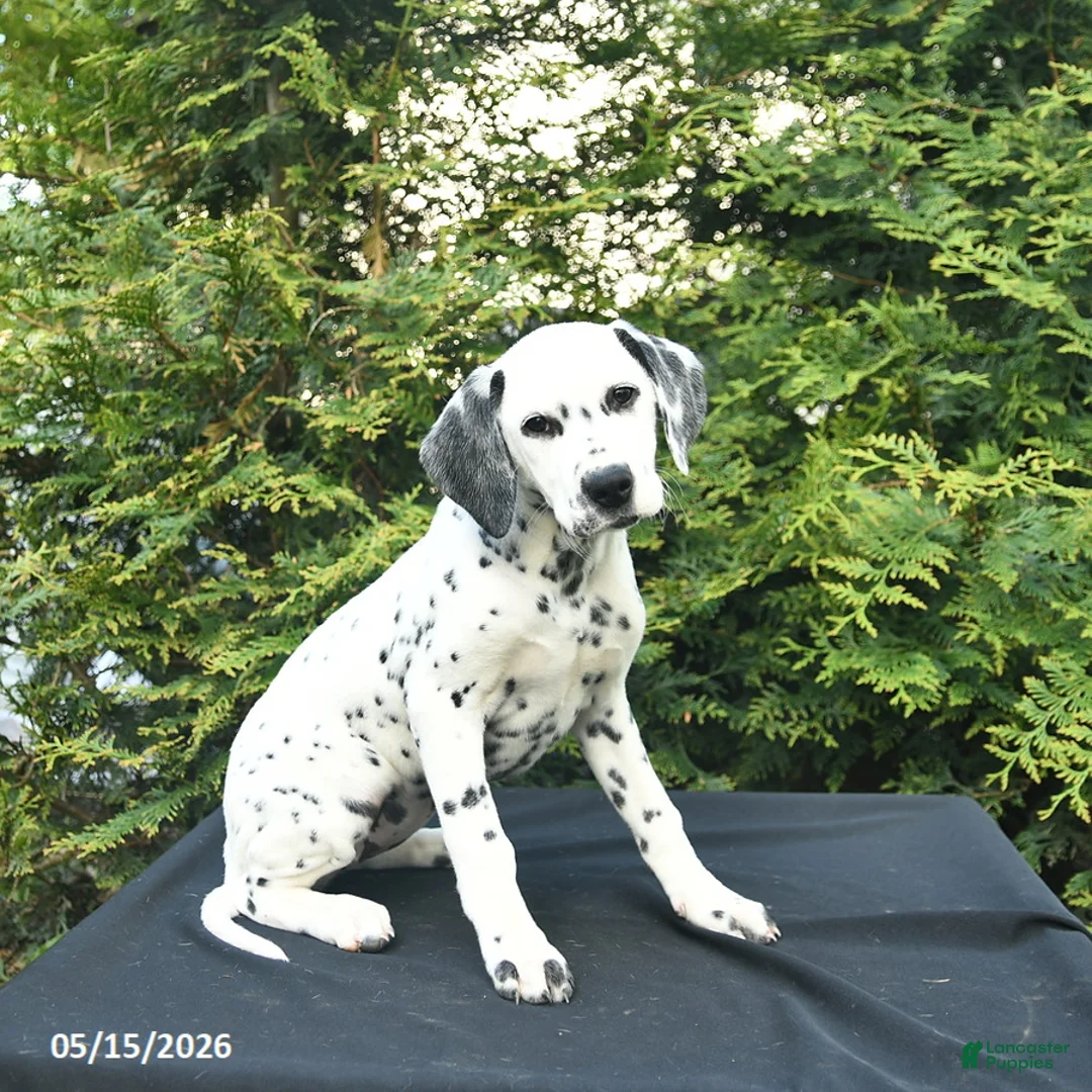 Dalmatian dogs for sale: Dixie - Ad 2