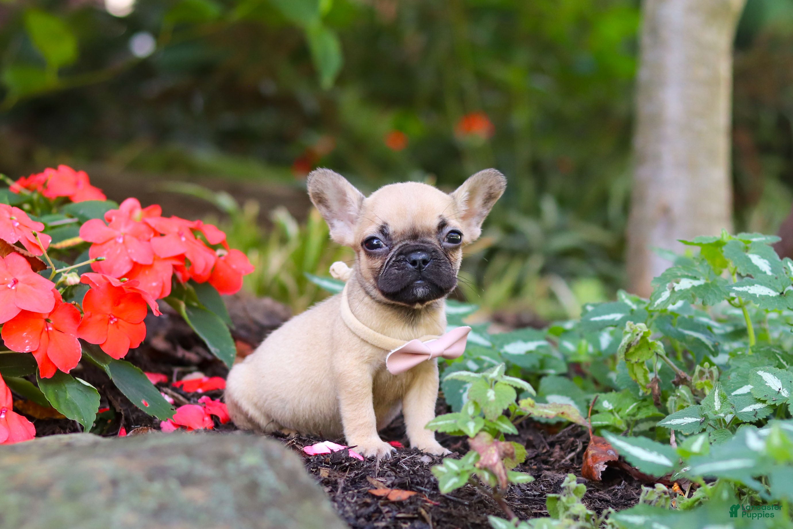 French Bulldog dogs for sale: Brielle - Ad 2