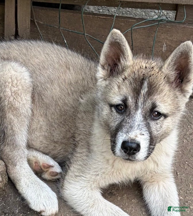 Mixed Breed dogs Tobin - Ad 1