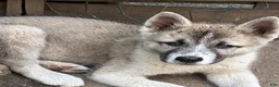 Mixed Breed dogs for sale: Tobin - Ad 1