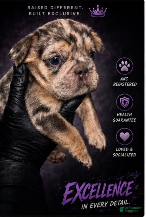 French Bulldog dogs Halo  - Ad 2